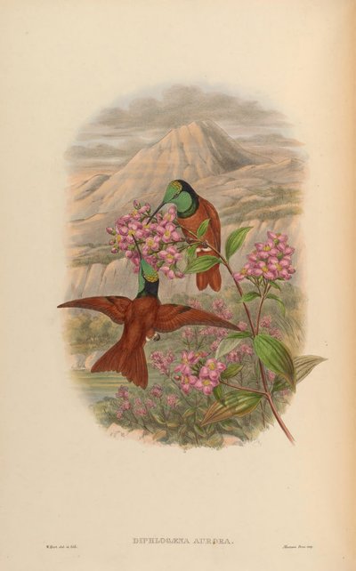 Diphlogaena aurora = Coeligena iris aurora da John Gould